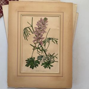 Early 1800s Original Botanical Lithograph -by S. Holden